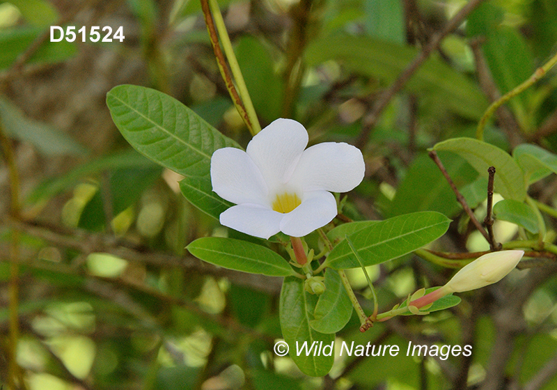 Rhabdadenia biflora mangrove vine Apocynaceae